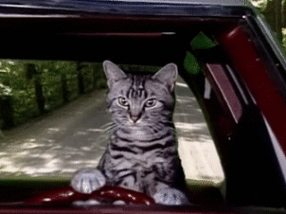 Cat Driving a car